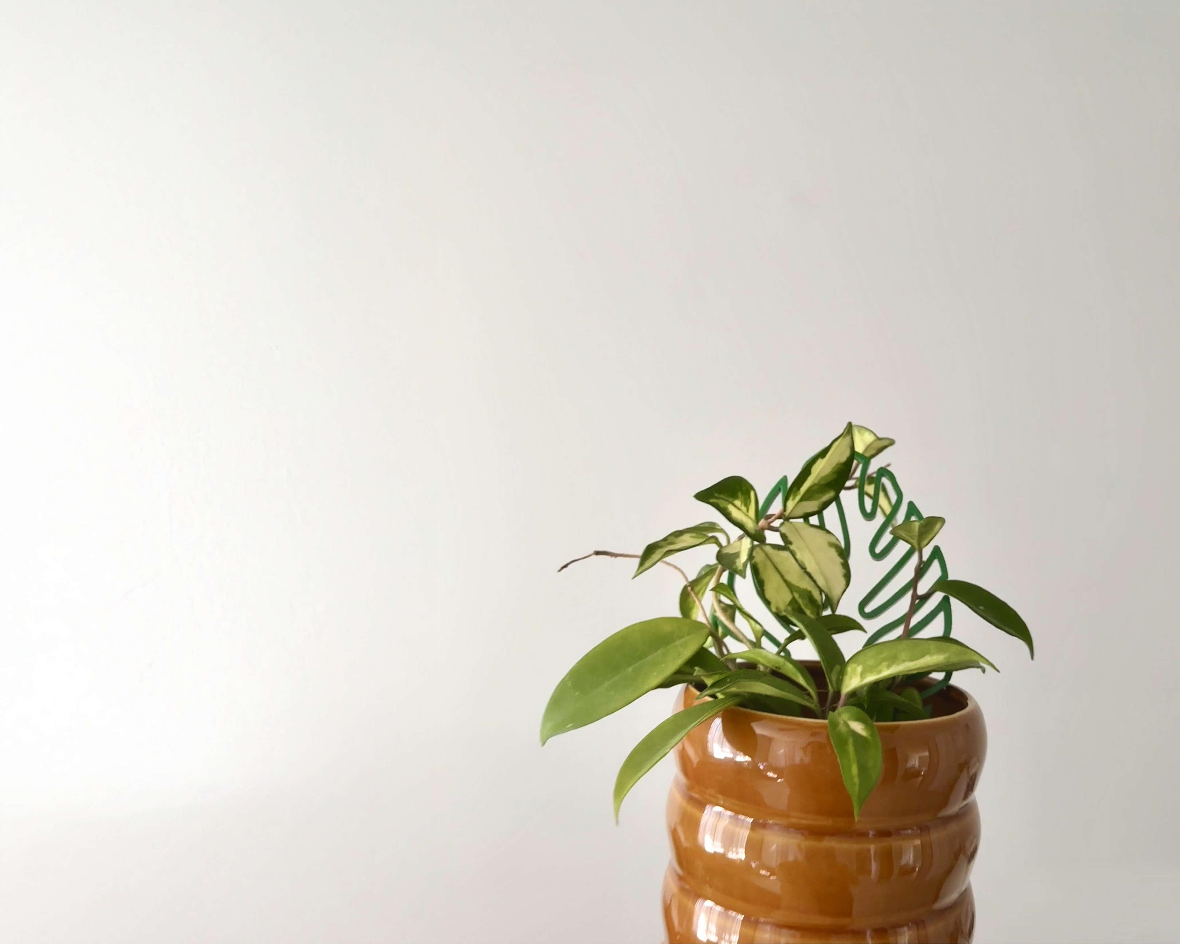 Potted plant on a white background